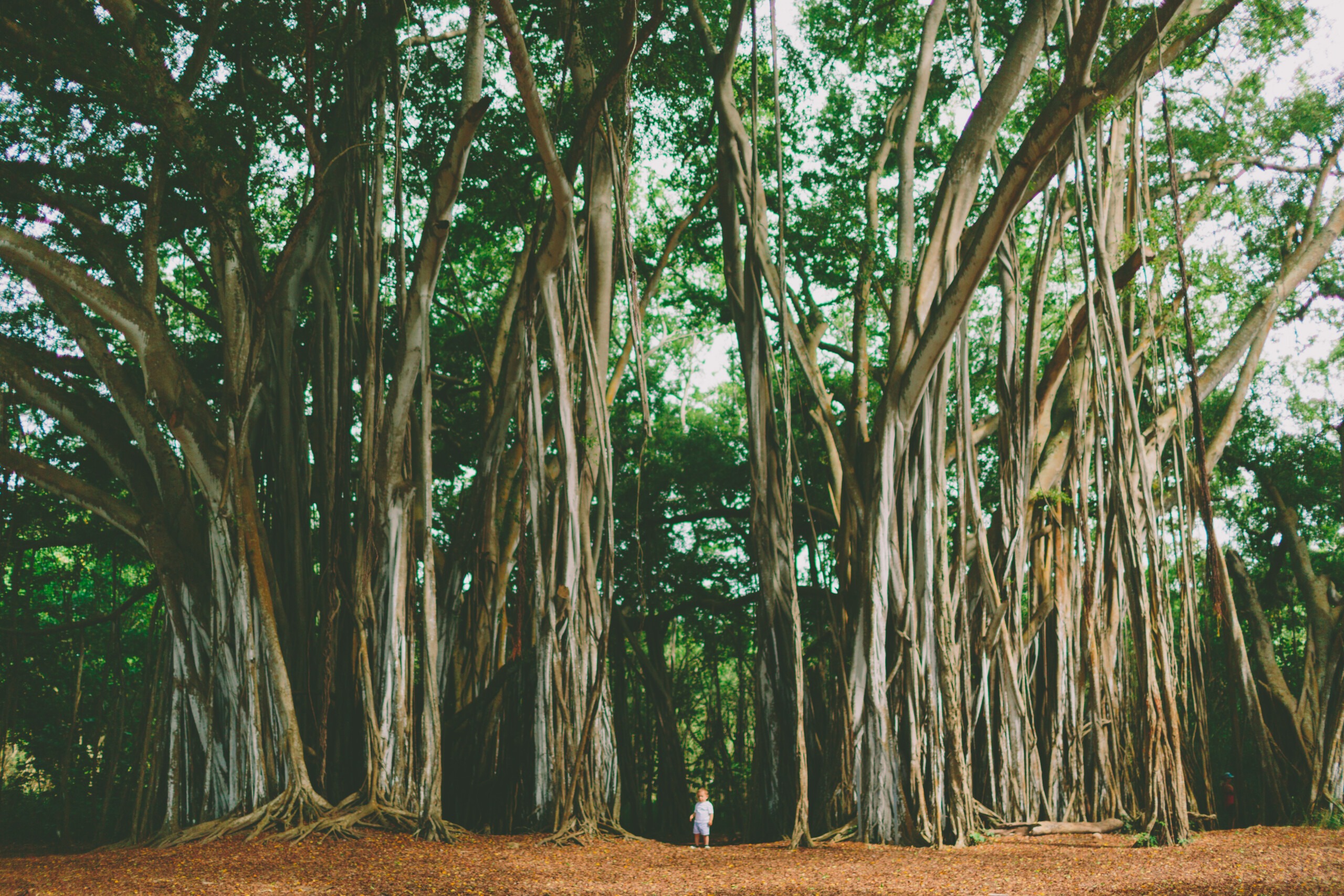 Learn about forest bathing in Hawaii