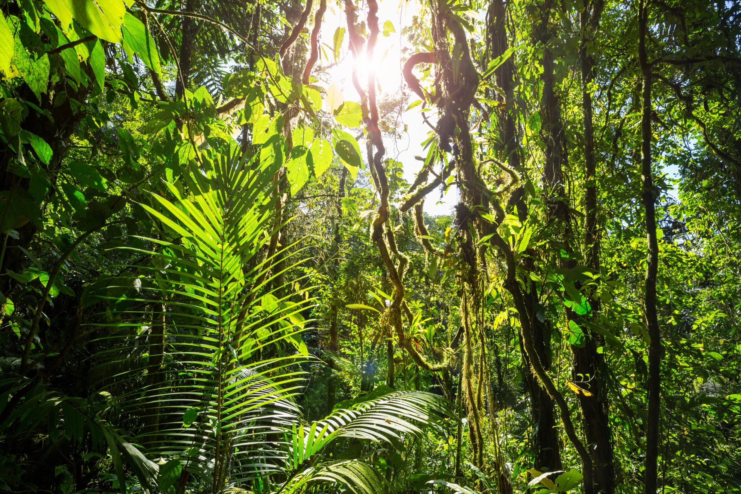 Discover forest bathing in Costa Rica