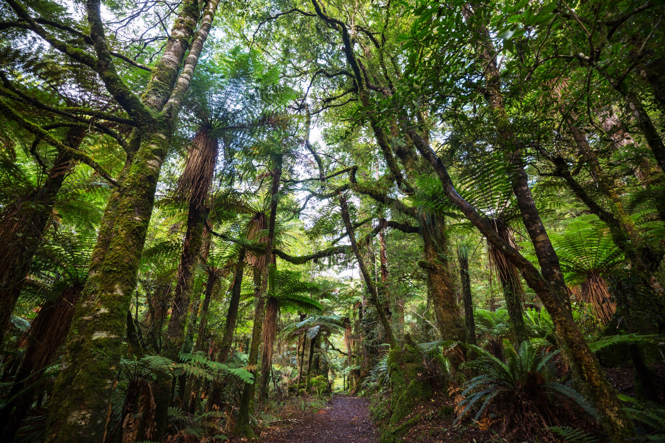 Experience forest bathing in New Zealand